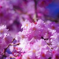 枝垂れ桜の花